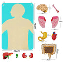 Painel Educativo Corpo Humano