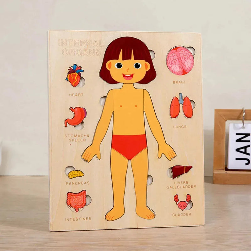 Quebra-cabeça Corpo Humano Educativo
