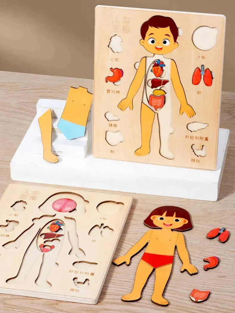 Quebra-cabeça Corpo Humano Educativo