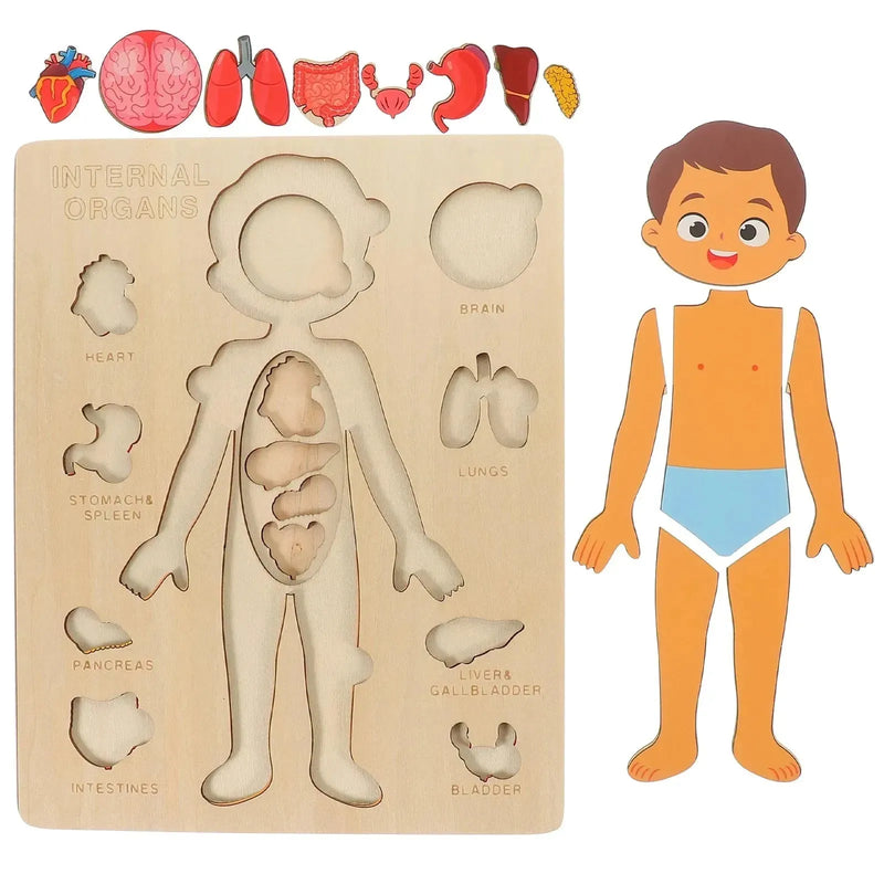 Quebra-cabeça Corpo Humano Educativo