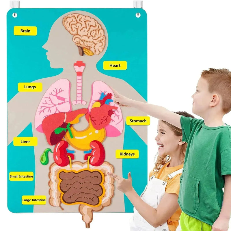 Painel Educativo Corpo Humano