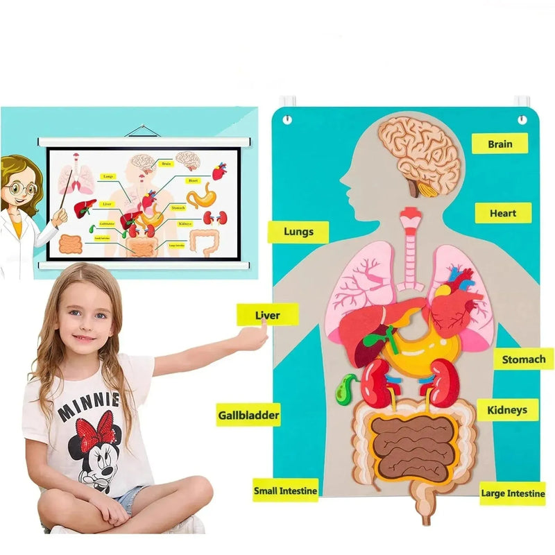 Painel Educativo Corpo Humano