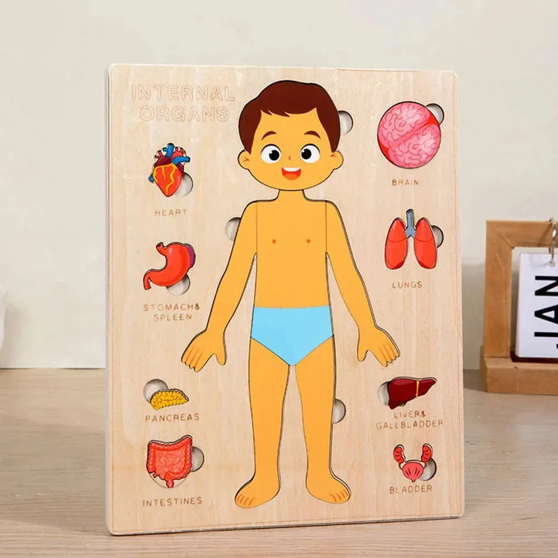 Quebra-cabeça Corpo Humano Educativo