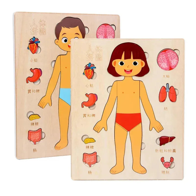 Quebra-cabeça Corpo Humano Educativo