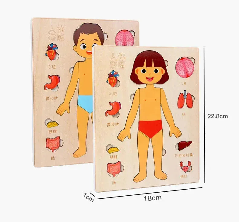 Quebra-cabeça Corpo Humano Educativo